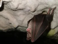 UE vrea să descifreze limbajul animalelor și ascultă pădurile cu AI