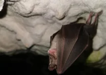 UE vrea să descifreze limbajul animalelor și ascultă pădurile cu AI