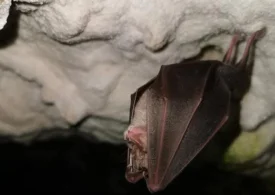 UE vrea să descifreze limbajul animalelor și ascultă pădurile cu AI