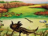 A fost descoperită o fosilă de salamandră înrudită cu celebrul axolotl