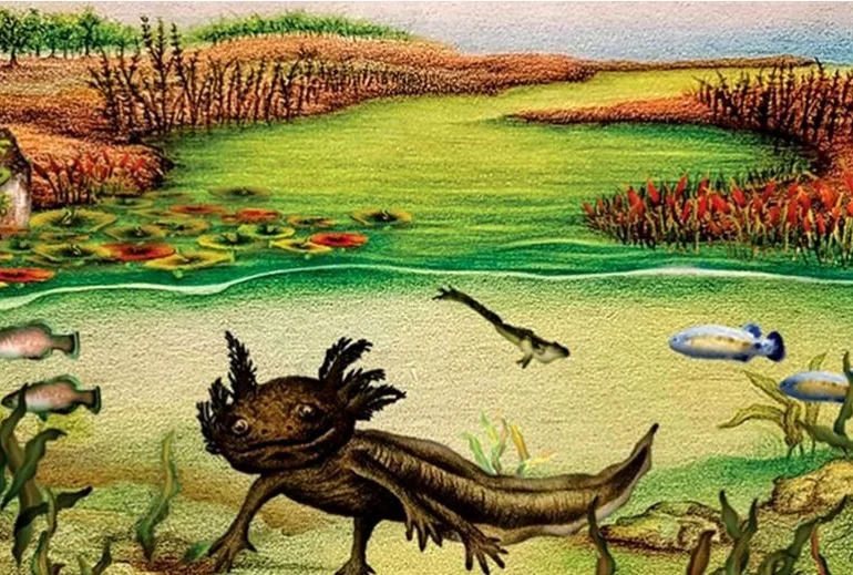 A fost descoperită o fosilă de salamandră înrudită cu celebrul axolotl