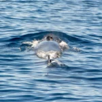 Balenele din Marea Mediterană dezvoltă dialecte, iar schimbarea are loc sub ochii noștri