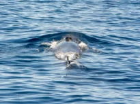 Balenele din Marea Mediterană dezvoltă dialecte, iar schimbarea are loc sub ochii noștri