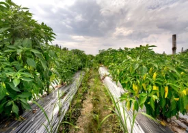 Ce aplic dacă florile ardeiului cad? Ghid de alegere în 2026