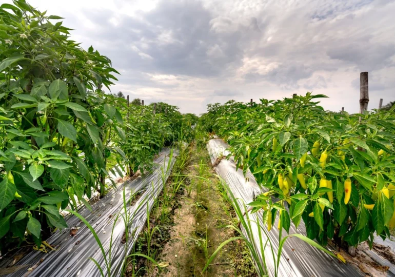Ce aplic dacă florile ardeiului cad? Ghid de alegere în 2026