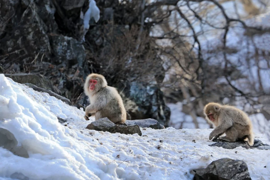 Primele primate nu se trag de unde ai crede. Ce relevă un amplu studiu
