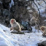 Primele primate nu se trag de unde ai crede. Ce relevă un amplu studiu