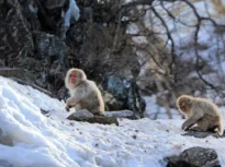 Primele primate nu se trag de unde ai crede. Ce relevă un amplu studiu