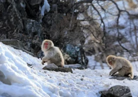 Primele primate nu se trag de unde ai crede. Ce relevă un amplu studiu
