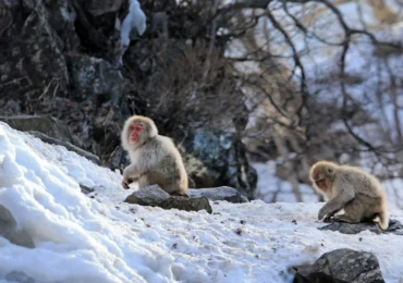 Primele primate nu se trag de unde ai crede. Ce relevă un amplu studiu