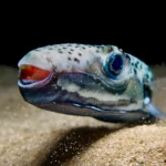 Intrăm sau nu în mare, în Grecia? Ce spun biologii despre peștele iepure și cât de mare este, de fapt, riscul să fim mușcați