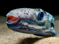 Intrăm sau nu în mare, în Grecia? Ce spun biologii despre peștele iepure și cât de mare este, de fapt, riscul să fim mușcați
