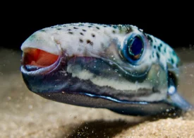 Intrăm sau nu în mare, în Grecia? Ce spun biologii despre peștele iepure și cât de mare este, de fapt, riscul să fim mușcați