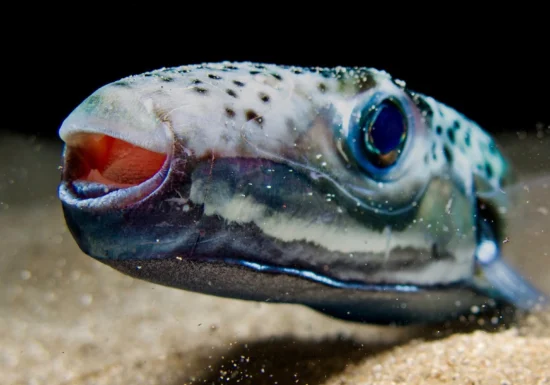 Intrăm sau nu în mare, în Grecia? Ce spun biologii despre peștele iepure și cât de mare este, de fapt, riscul să fim mușcați