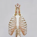 Infecțiile coloanei vertebrale: ce trebuie să știe pacienții despre simptome și riscuri