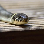 „Musafirul” neobișnuit care a pus pe jar o familie din Vâlcea. S-a strecurat „fără să anunțe” în locuința proprietarilor