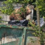Un urs a intrat în curtea unui spital din Brașov și a fost împușcat