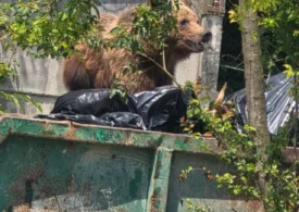 Un urs a intrat în curtea unui spital din Brașov și a fost împușcat