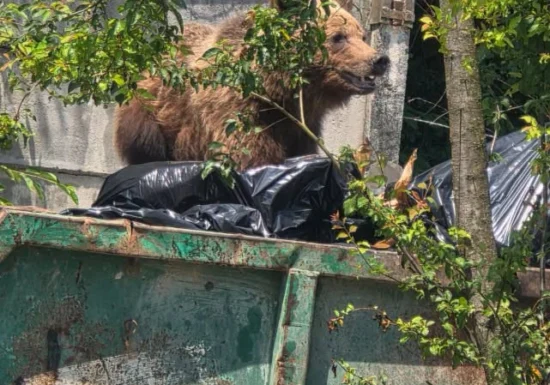 Un urs a intrat în curtea unui spital din Brașov și a fost împușcat