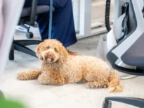 63% dintre angajații din România și-ar schimba locul de muncă pentru un birou pet-friendly