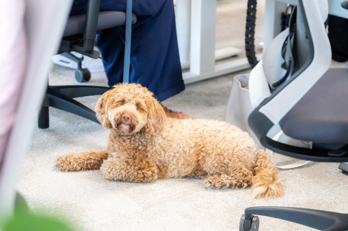 63% dintre angajații din România și-ar schimba locul de muncă pentru un birou pet-friendly