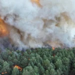 Flăcări imense la marginea Parisului, înainte de Ziua Franței: Arde o pădure emblematică (Video)