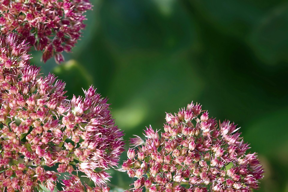 Sedum
