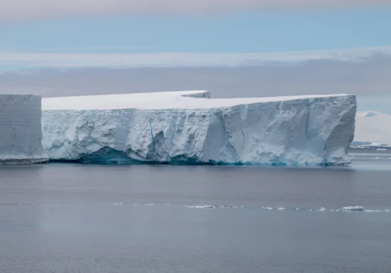 O toxină produsă de o vietate minusculă din Antarctica ar putea vindeca un tip agresiv de cancer