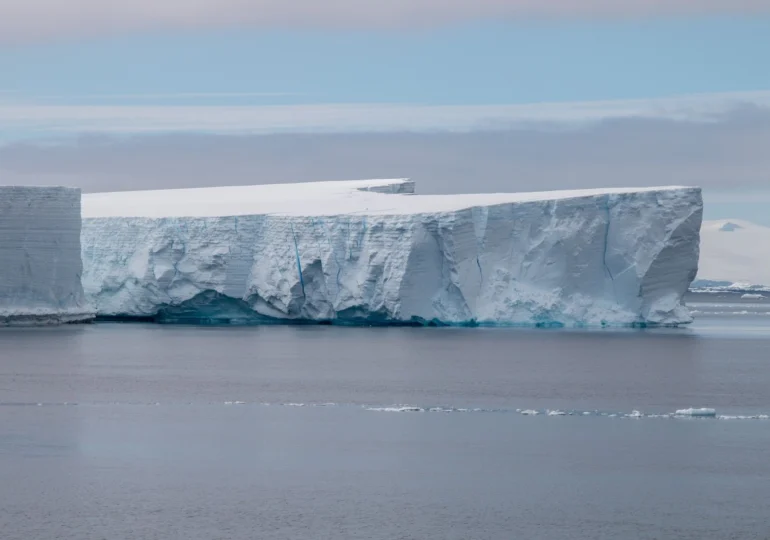 O toxină produsă de o vietate minusculă din Antarctica ar putea vindeca un tip agresiv de cancer