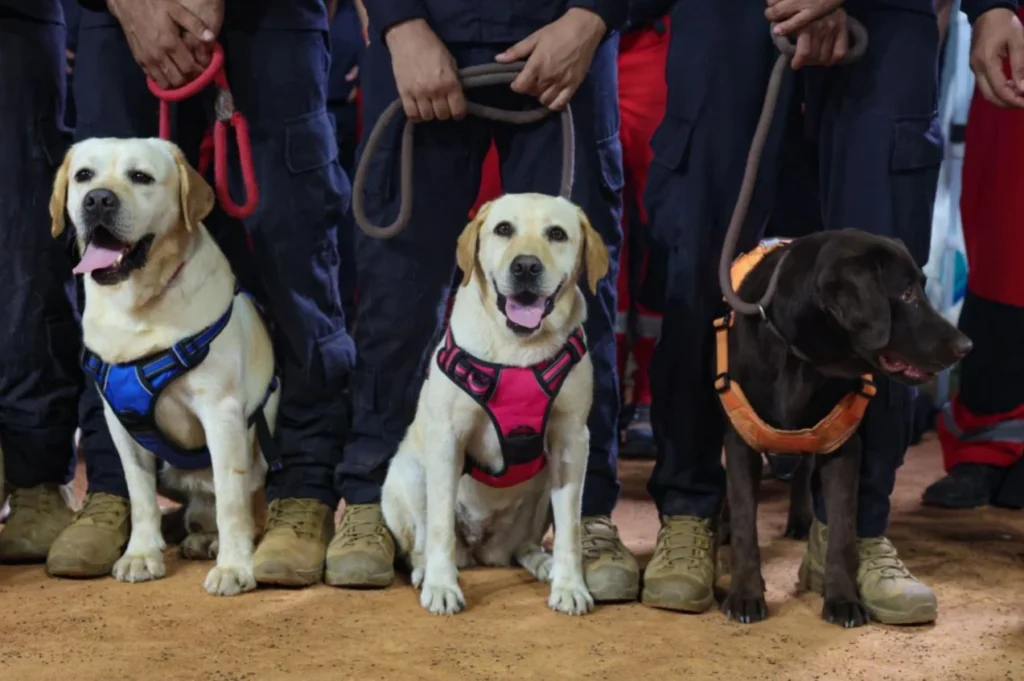 Bart, Rambo și Tsunami, eroii necuvântători care au salvat zeci de victime ale cutremurelor din Venezuela (Video)