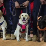 Bart, Rambo și Tsunami, eroii necuvântători care au salvat zeci de victime ale cutremurelor din Venezuela (Video)