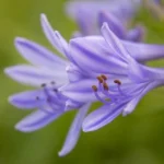 Veri tot mai fierbinți? Cinci plante care îți colorează grădina chiar și în perioadele de secetă