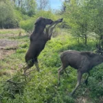 Elanul revine în fauna României după mai bine de 200 de ani. Primele patru exemplare s-au adaptat bine (Video)