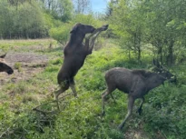 Elanul revine în fauna României după mai bine de 200 de ani. Primele patru exemplare s-au adaptat bine (Video)