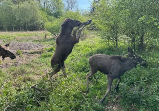 Elanul revine în fauna României după mai bine de 200 de ani. Primele patru exemplare s-au adaptat bine (Video)
