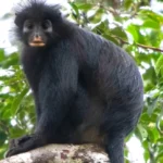 O specie de maimuță a fost descoperită în Congo