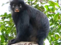 O specie de maimuță a fost descoperită în Congo
