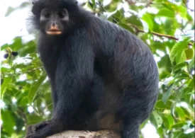 O specie de maimuță a fost descoperită în Congo