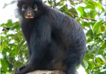 O specie de maimuță a fost descoperită în Congo