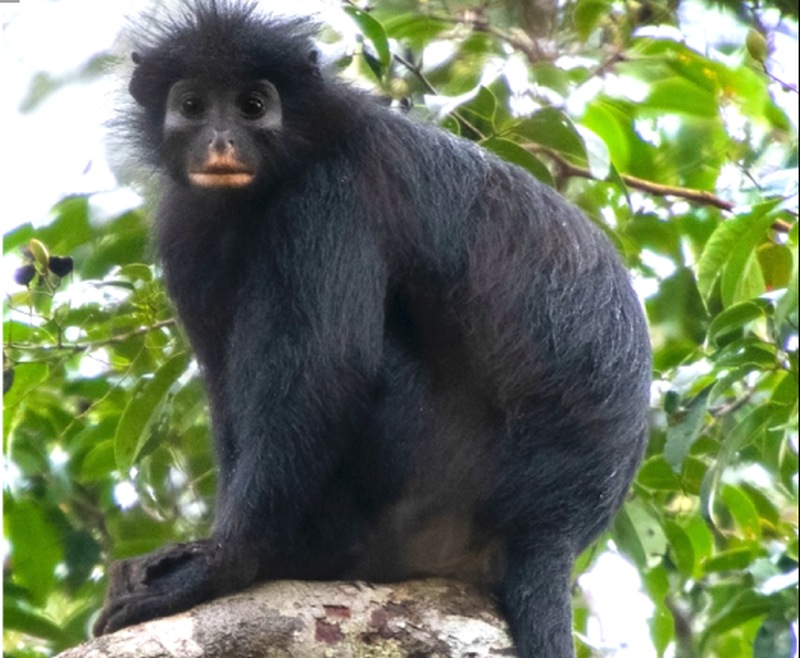 O specie de maimuță a fost descoperită în Congo