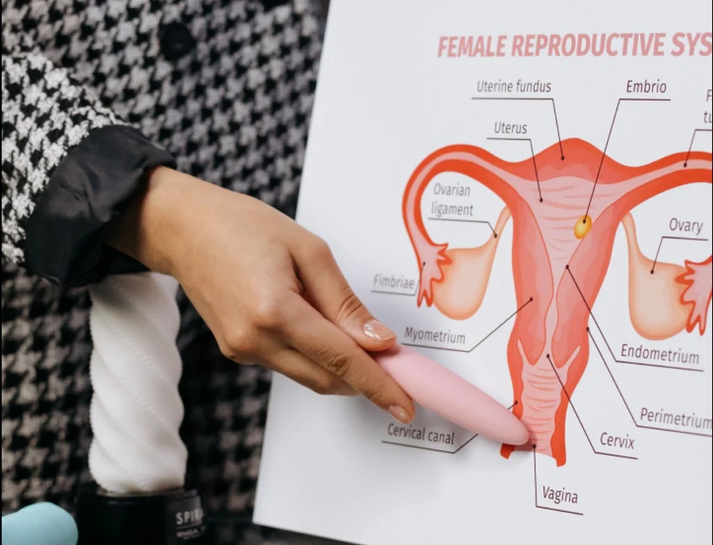 După menopauză, ovarele își schimbă funcția. Descoperirea răstoarnă ceea ce se credea până acum