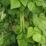 Planta care cheamă în ajutor „trupe speciale” atunci când este atacată de omizi