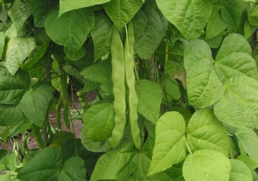 Planta care cheamă în ajutor „trupe speciale” atunci când este atacată de omizi