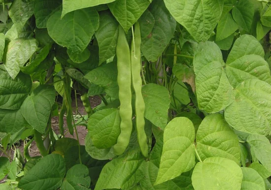 Planta care cheamă în ajutor „trupe speciale” atunci când este atacată de omizi