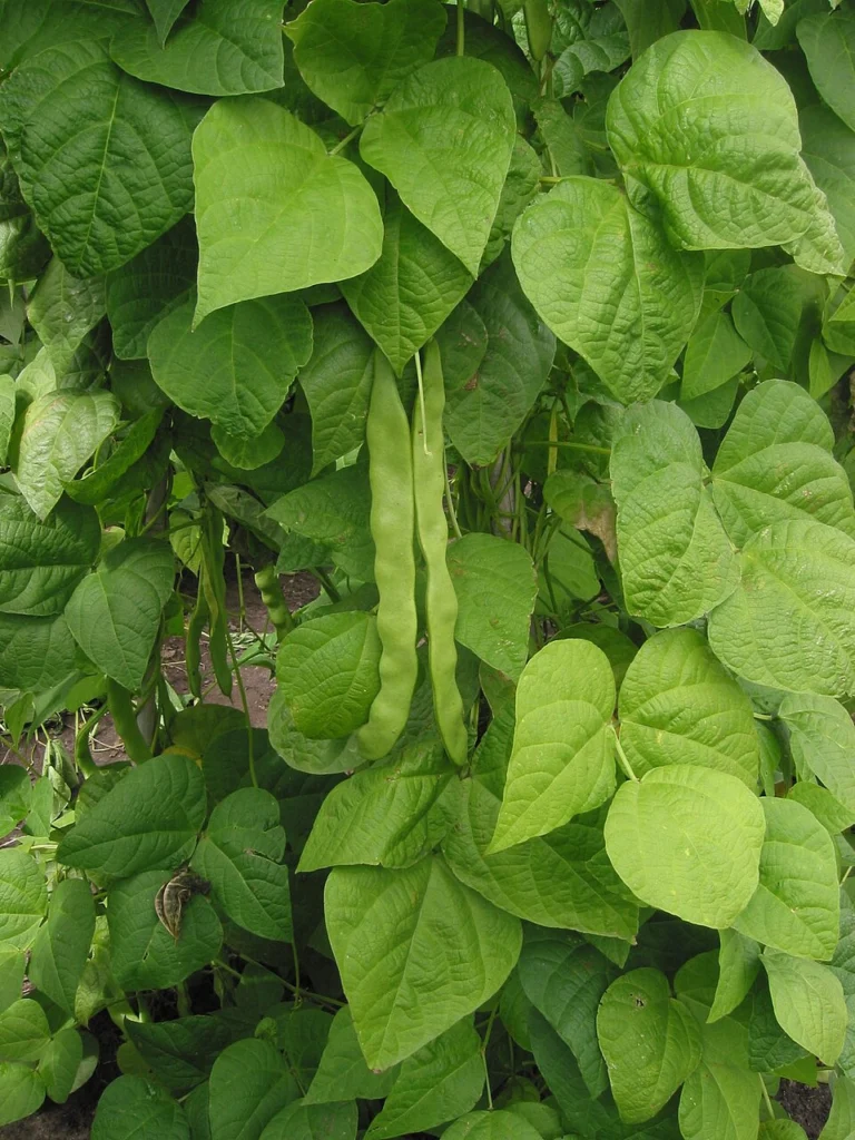 Planta care cheamă în ajutor „trupe speciale” atunci când este atacată de omizi