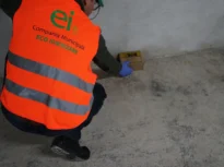 Primăria Capitalei explică de sunt mulți șobolani: Deratizarea nu este suficientă