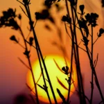 Când va muri ultima plantă de pe Pământ. Perspectivele sunt mai puțin sumbre decât se credea