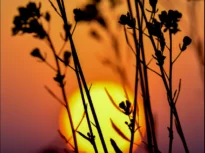 Când va muri ultima plantă de pe Pământ. Perspectivele sunt mai puțin sumbre decât se credea