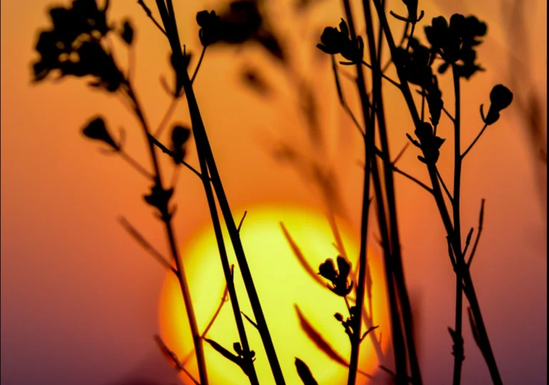Când va muri ultima plantă de pe Pământ. Perspectivele sunt mai puțin sumbre decât se credea
