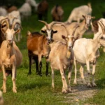 Caprele, noua „armă” a Europei împotriva incendiilor de vegetație